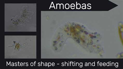   Quacking Amoeba: This Single-Celled Organism Is A Master Of Shape-Shifting And Nutrient Absorption!