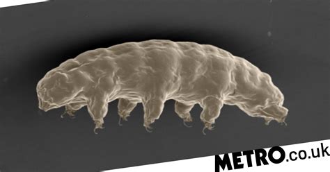  Quadrifilida：這微小生物的奇妙世界，牠們是如何在水域中獨自生存的呢？