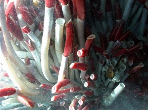   Tube Worm: A Creature That Builds Its Own Home And Thrives In Extreme Environments!