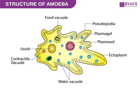  Xeramoeba: 獨特的偽足運動和驚人的食物攝取能力！