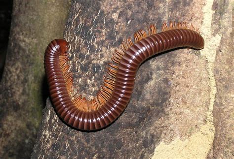  Zimbabwe Millipede：擁有千隻腳的生物奇蹟，它究竟是如何在非洲大地上生存？