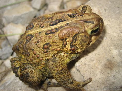  東方蟾蜍：一種擁有迷人黑眼圈和奇特繁殖習性的兩棲動物！