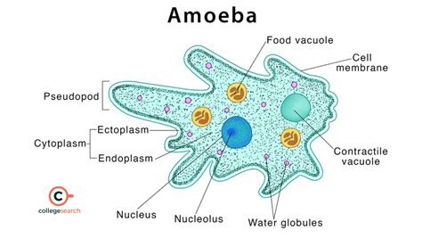  格里爾森氏阿米巴: 一種具有驚人再生能力的單細胞生物！