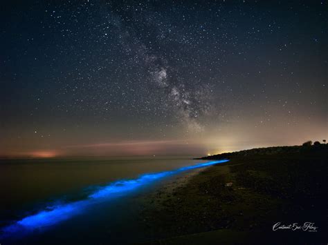  Milky Seas Fancoral: Discovering the Bioluminescent Marvels and Mesmerizing Colonies