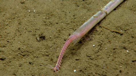   Quickly Gliding Through Water: Exploring the Quirky World of the Quillworm Ciliate!