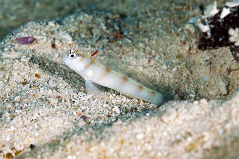  蝦虎魚，一隻擁有迷人花紋且善於偽裝的海洋生物！