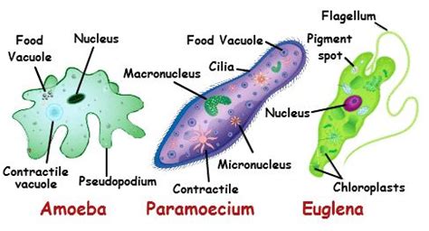  塔蟲，一種以偽足移動且能吞噬周圍微生物的奇妙單細胞生物！