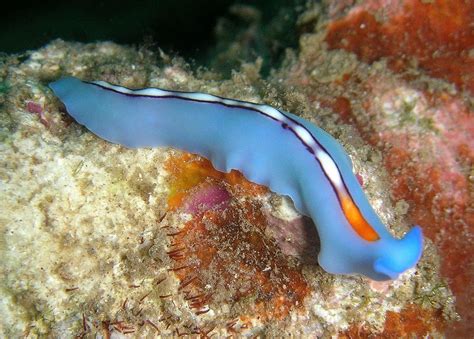  Xbox Turbellarian: Exploring the Tiny World of This Remarkably Colorful Free-Living Flatworm!