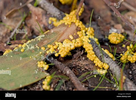  黃色黏變體：牠是 Amoebozoa 王國中奇特而迷人的生物！