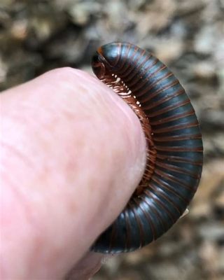    zigzag millipede 蠕動的巨人，隱藏在森林裡的千足蟲王！